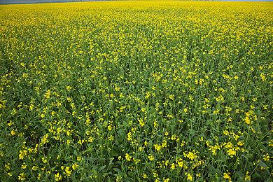 《天国：拯救2》硬核模式上线 没有快速旅行和罗盘